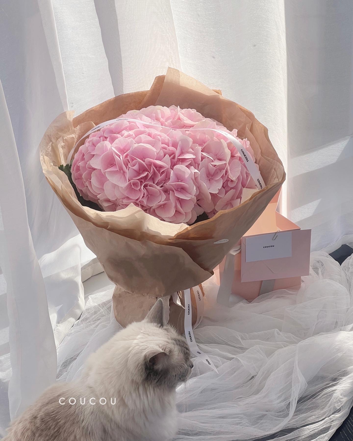 Dreaming of Hydrangea