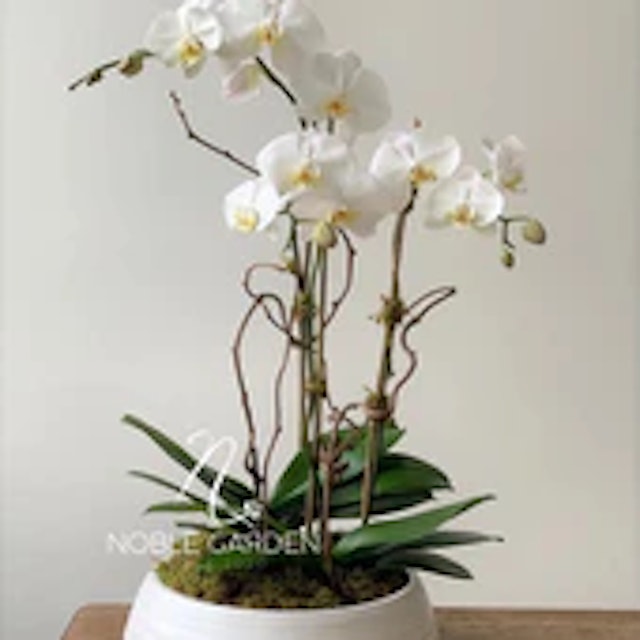 Orchid plant in vase