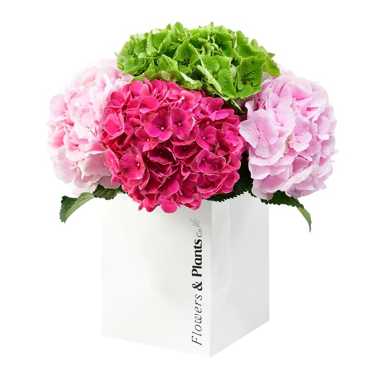 Original by Flowers & Plants Co — flowers available for delivery from Floom