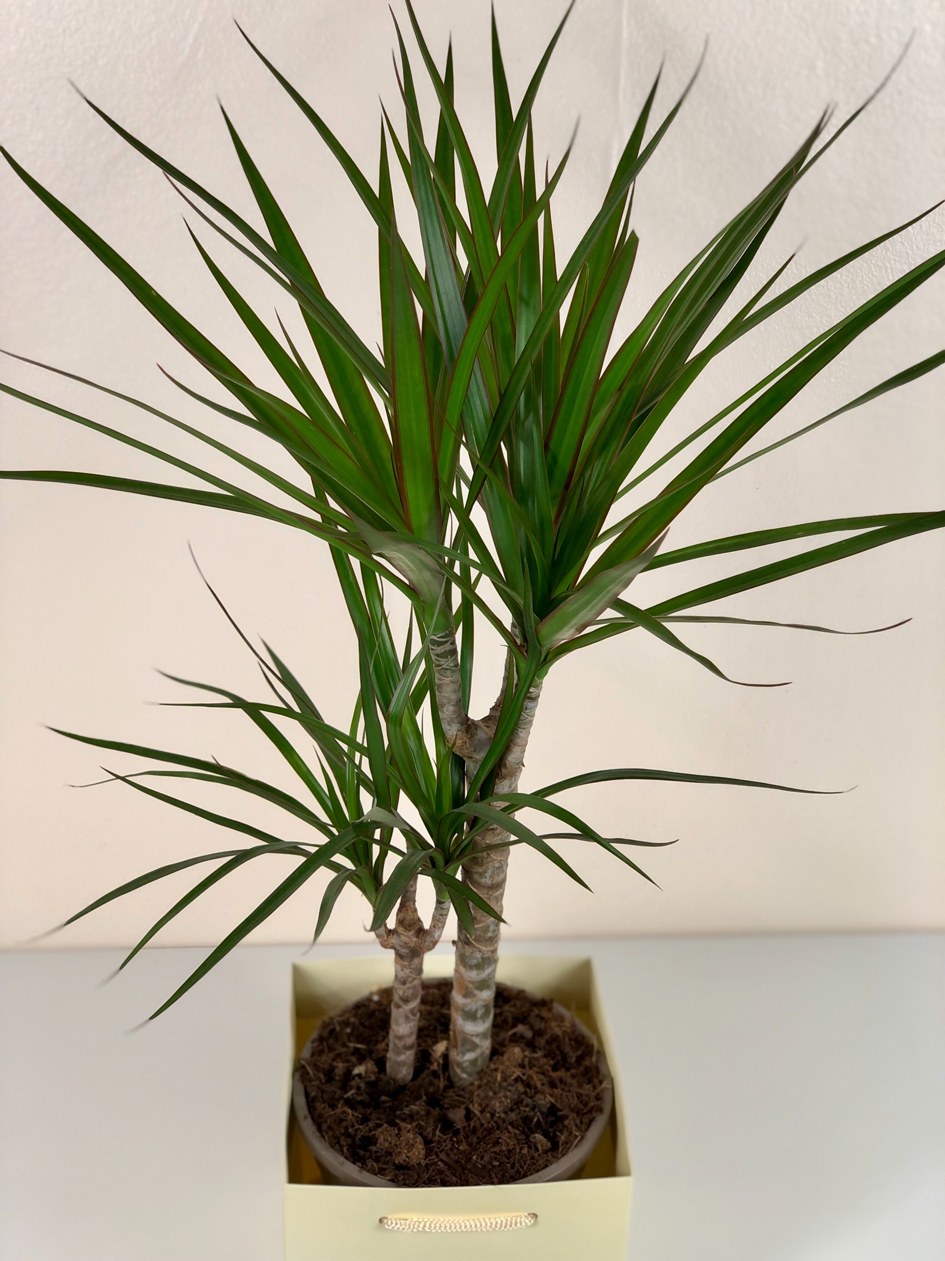 Dragon Tree Daenerys