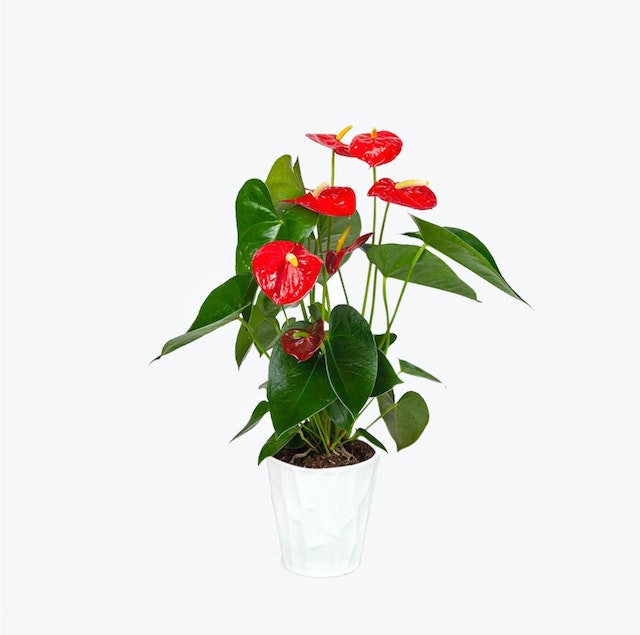Bali Anthurium