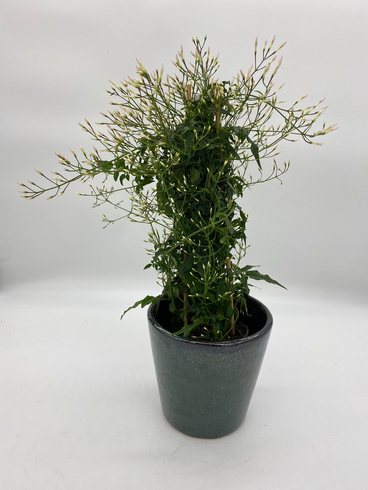 Jasmine plant and pot The Brighton Flower Company Plants Floom