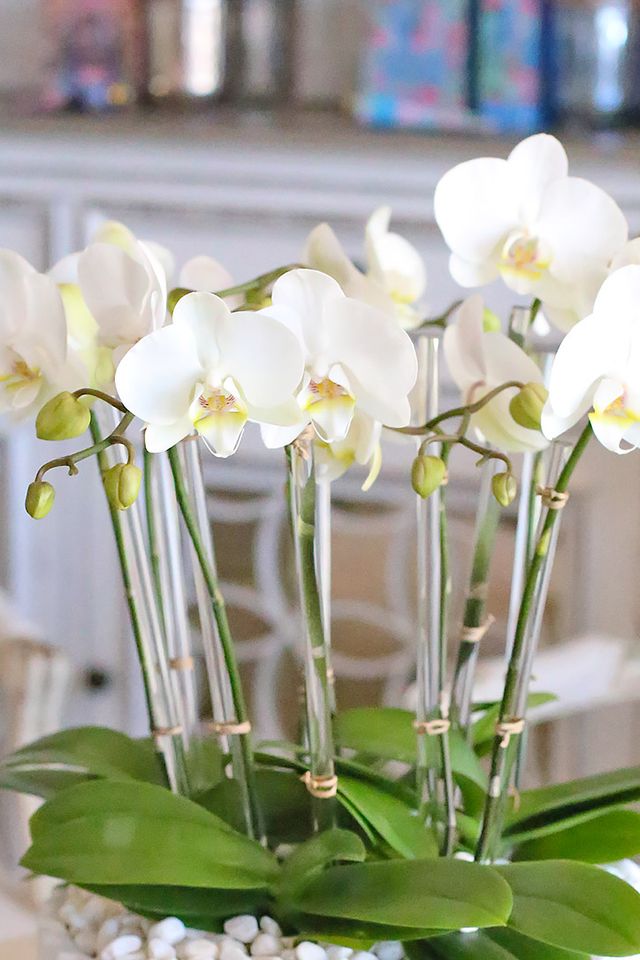 Ojai Paradise Petite