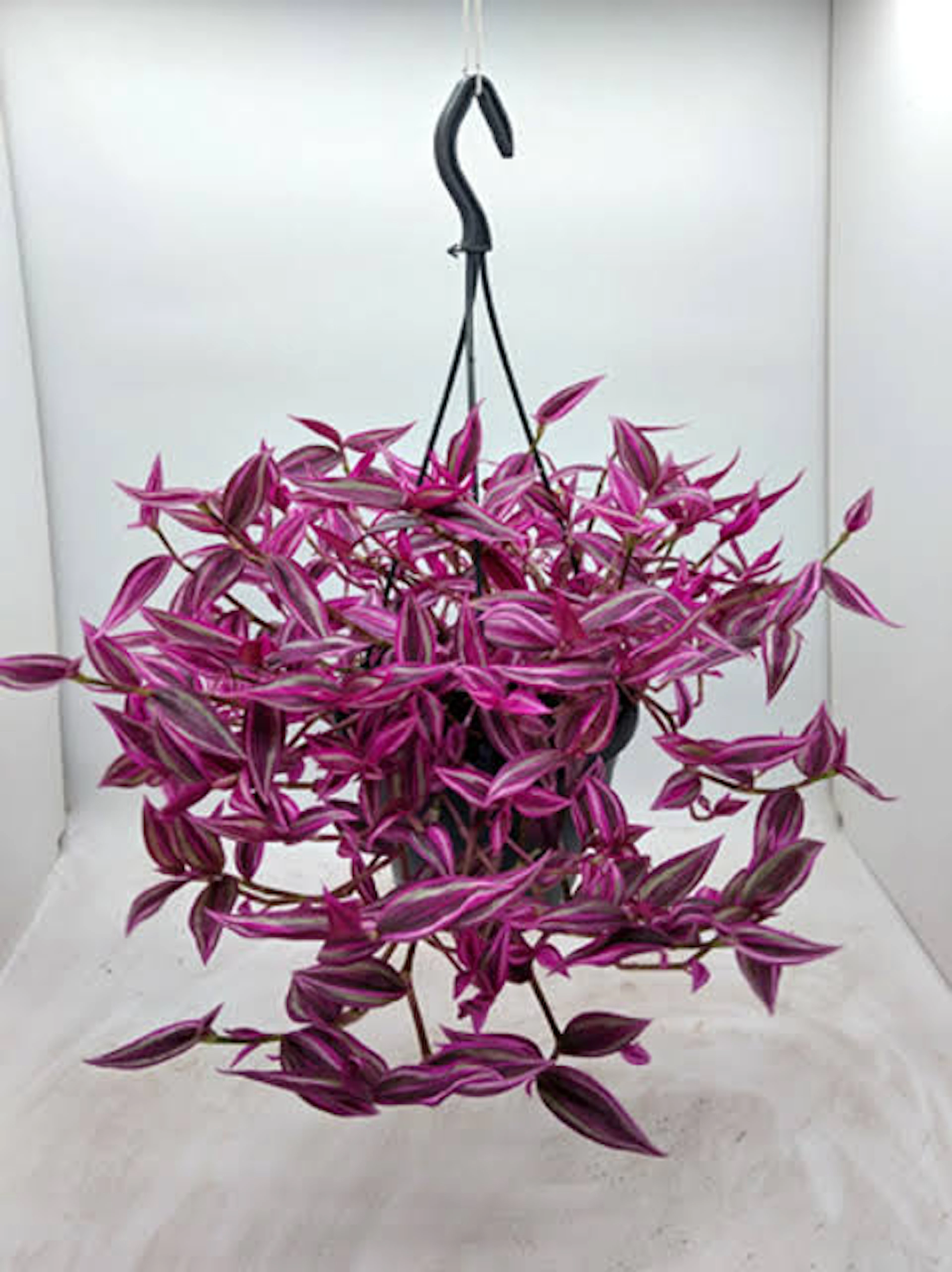 Original by Belle de Jour — flowers available for delivery from Floom
