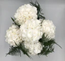 Lux Hydrangea