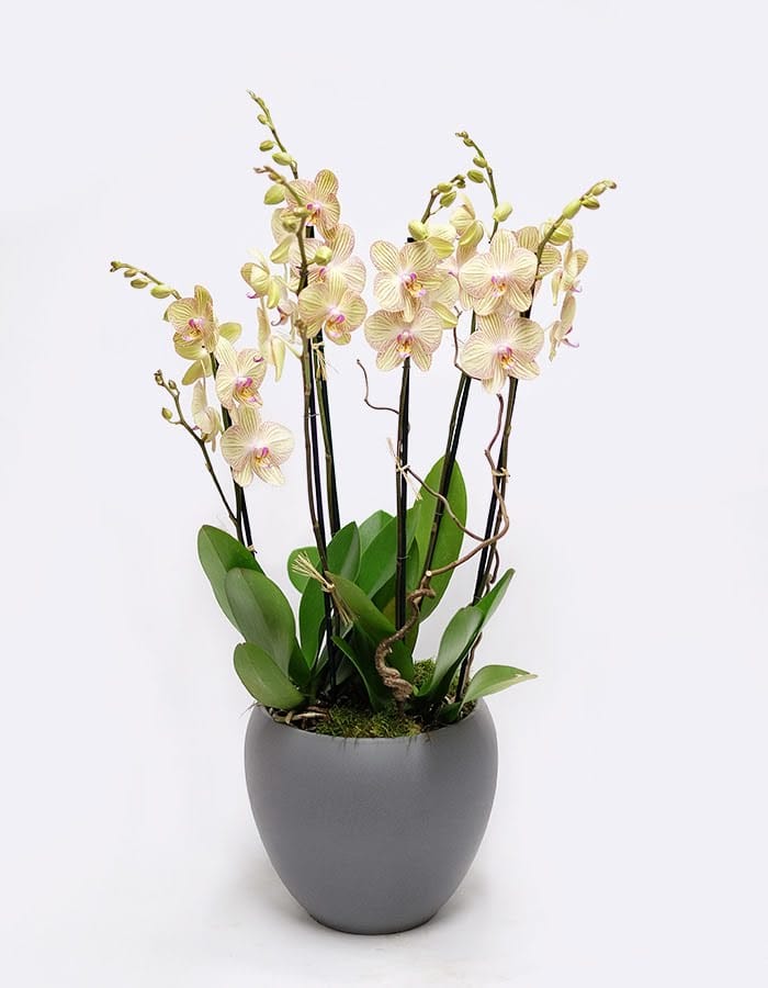 Cheerful Orchids