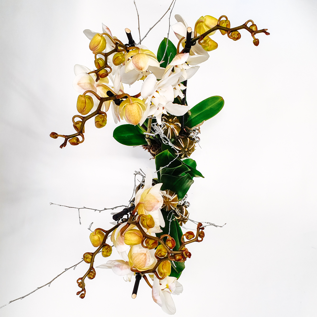 Majestic White Orchid