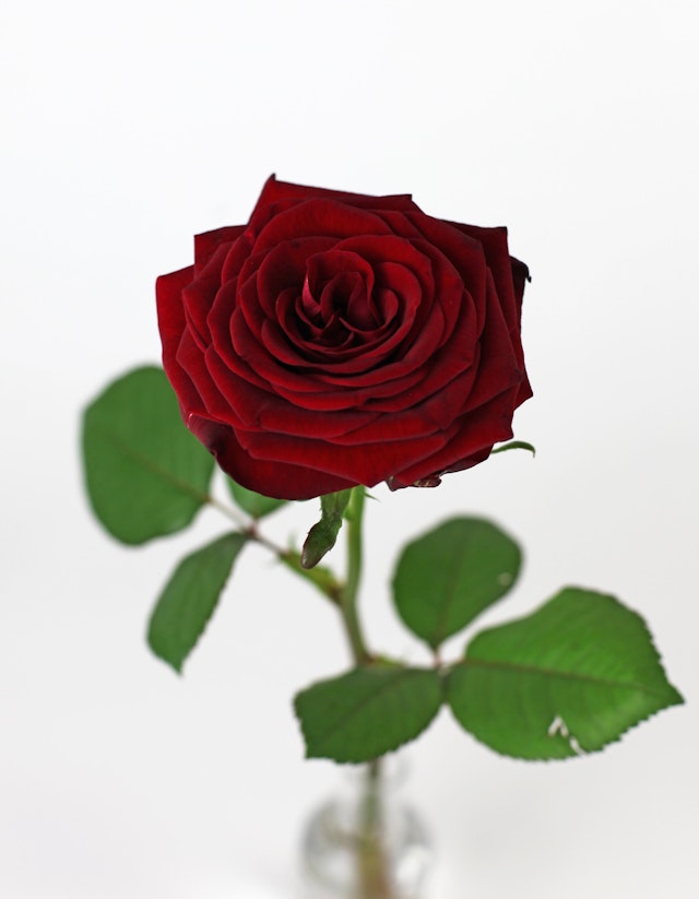 Valentines Dozen