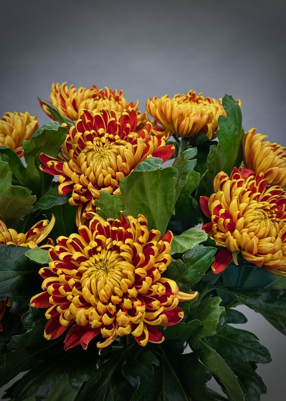 Original by Maples Flowers — flowers available for delivery from Floom