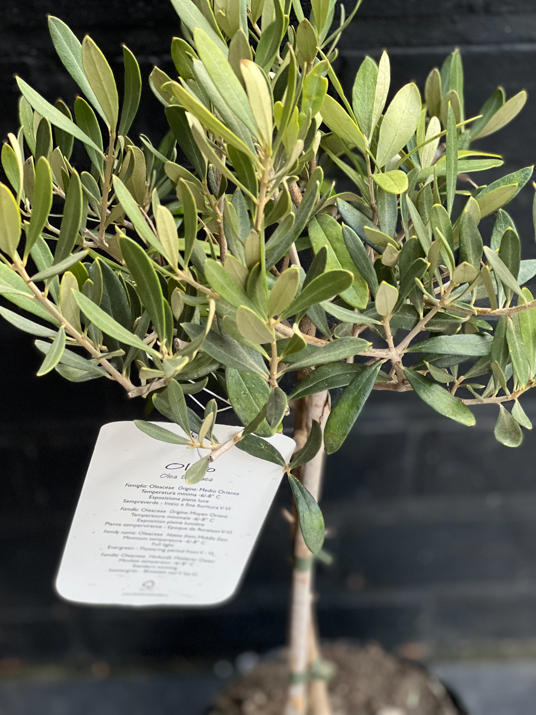 Rounded Olive Tree
