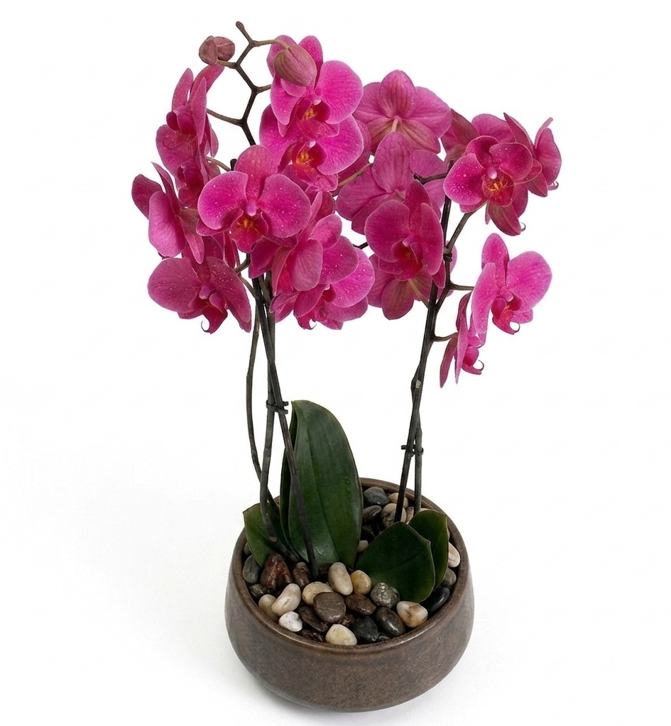 Original by Olympia Flowers — flowers available for delivery from Floom
