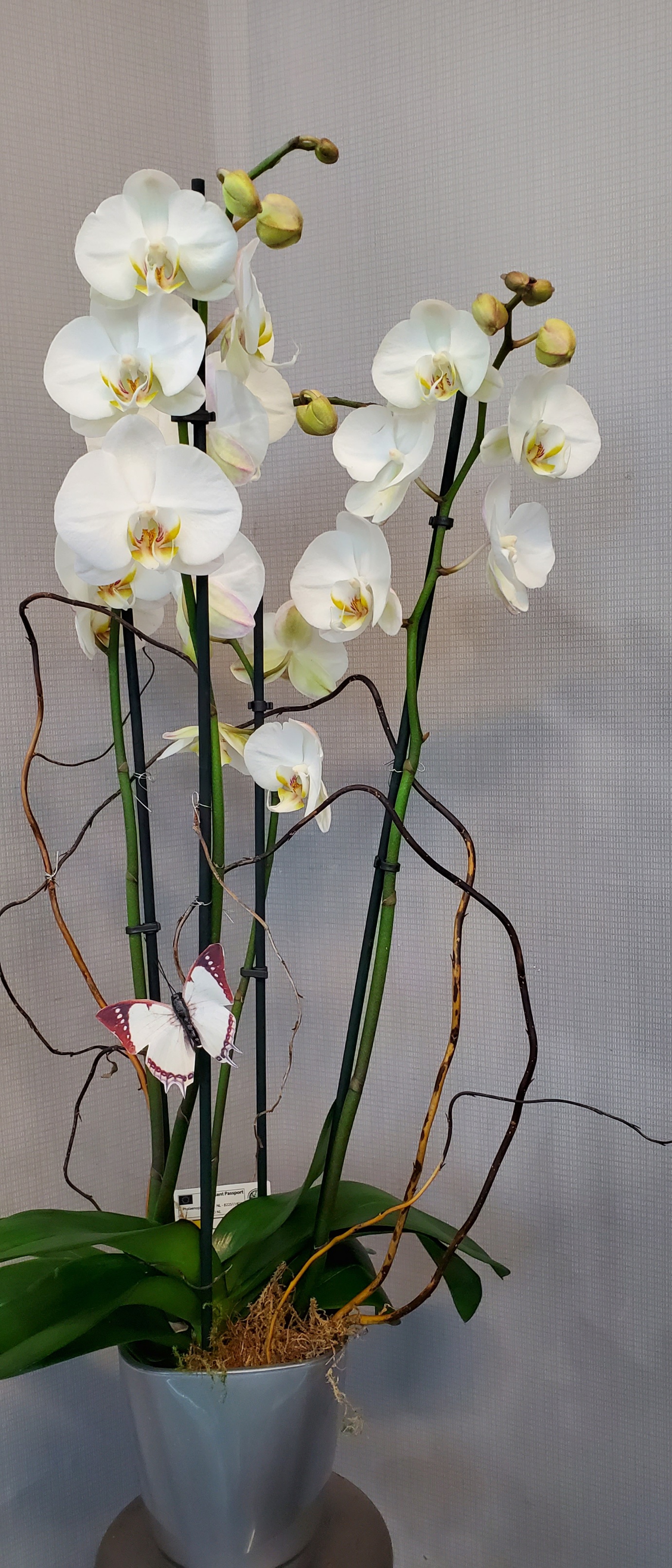 Orchid double stems