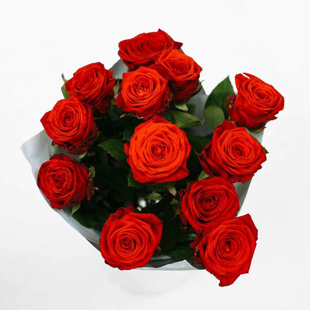 Red Rose - Two Dozen
