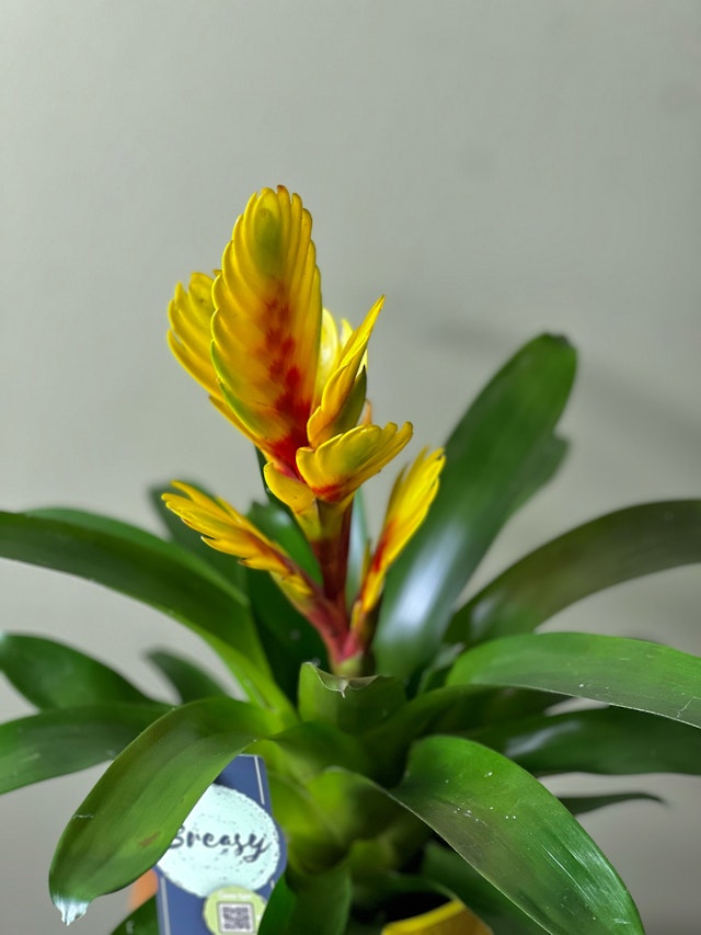 Yellow Bromelia