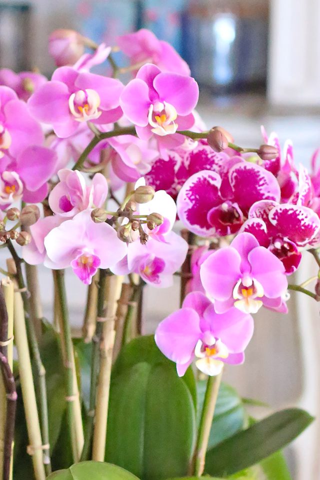 Pink Avalon Orchids