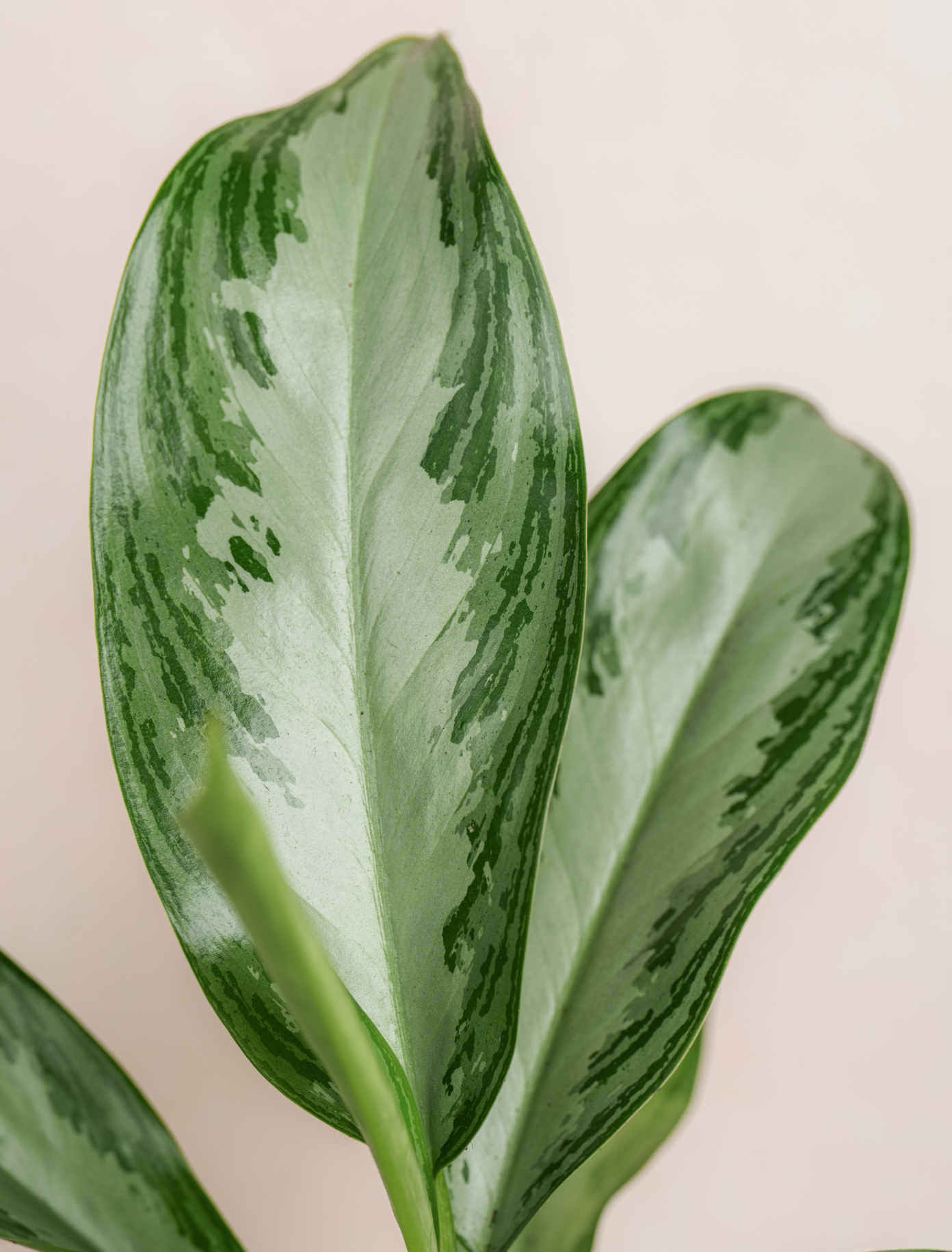 Aglaonema Plant by Ode a La ROSE- Chicago  — flowers available for delivery from Floom