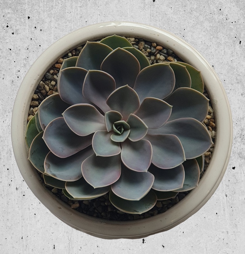 Echeveria