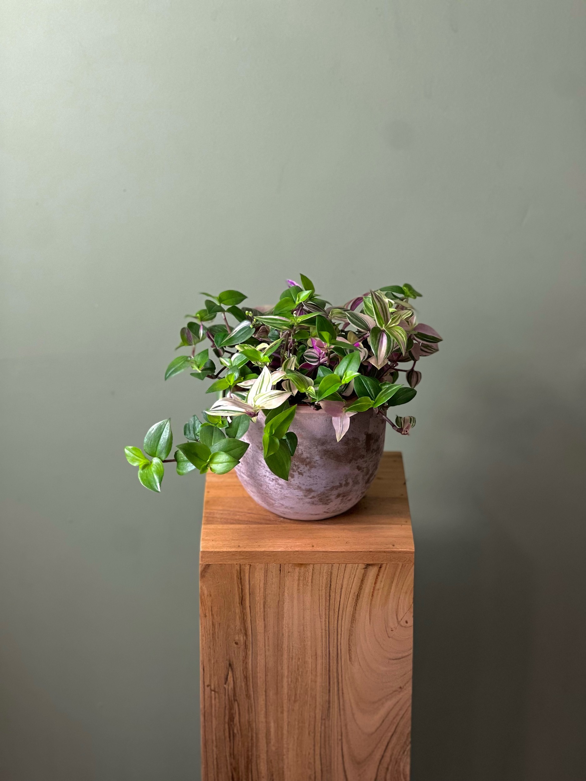 Tradescantia by F For Flower — flowers available for delivery from Floom
