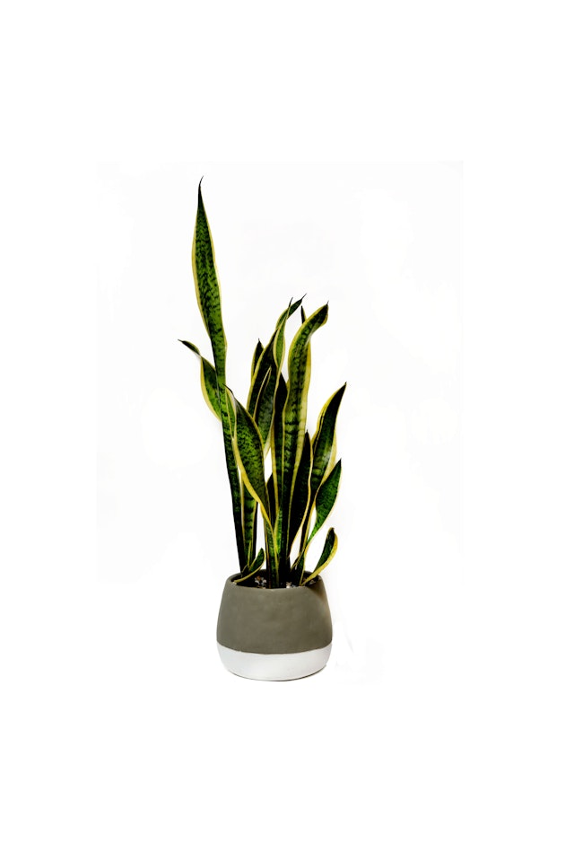 Sansevieria