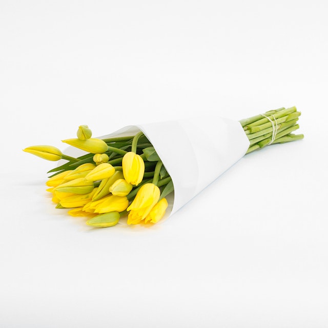 Mellow Tulips