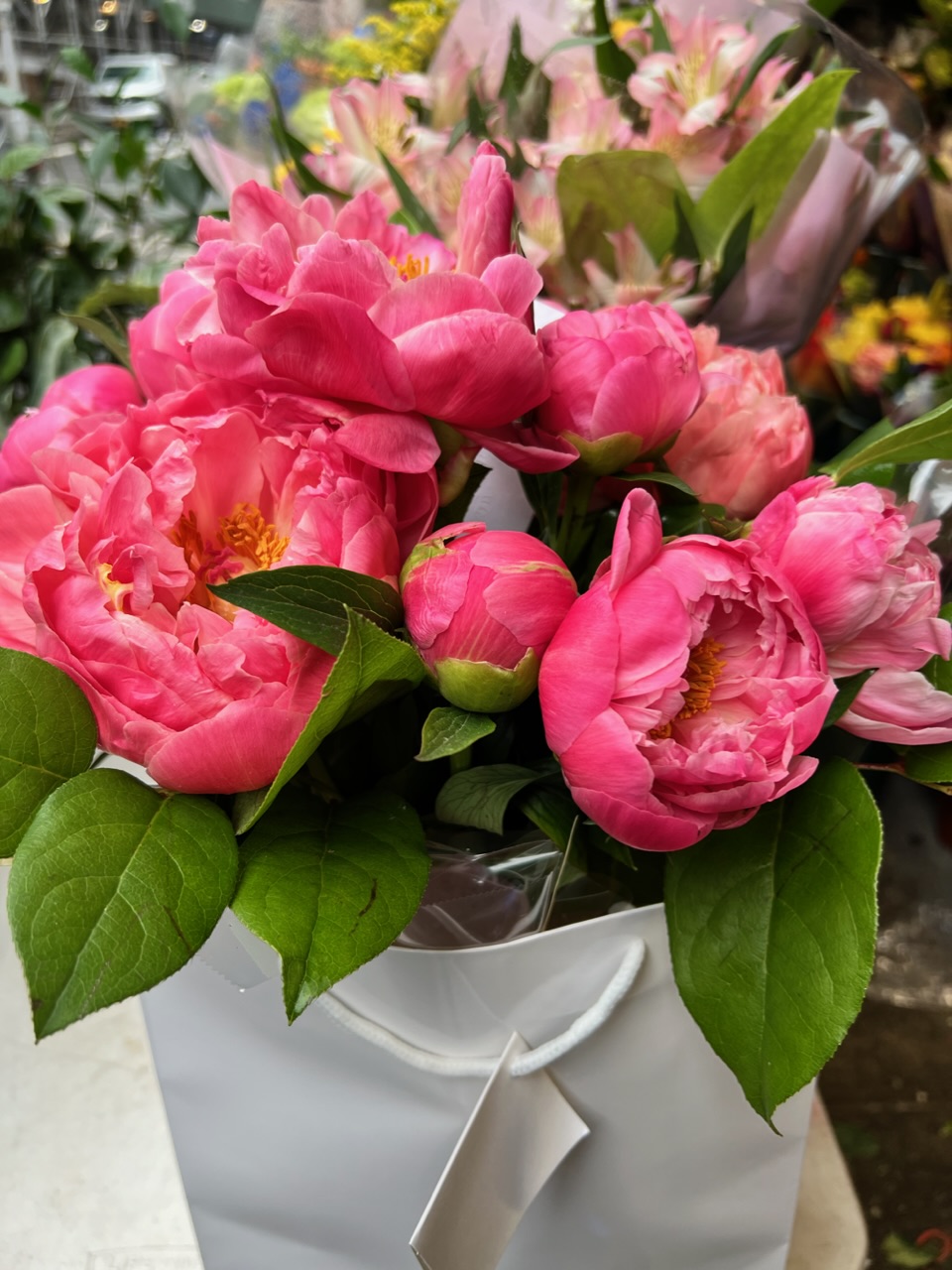 12 pink peonies