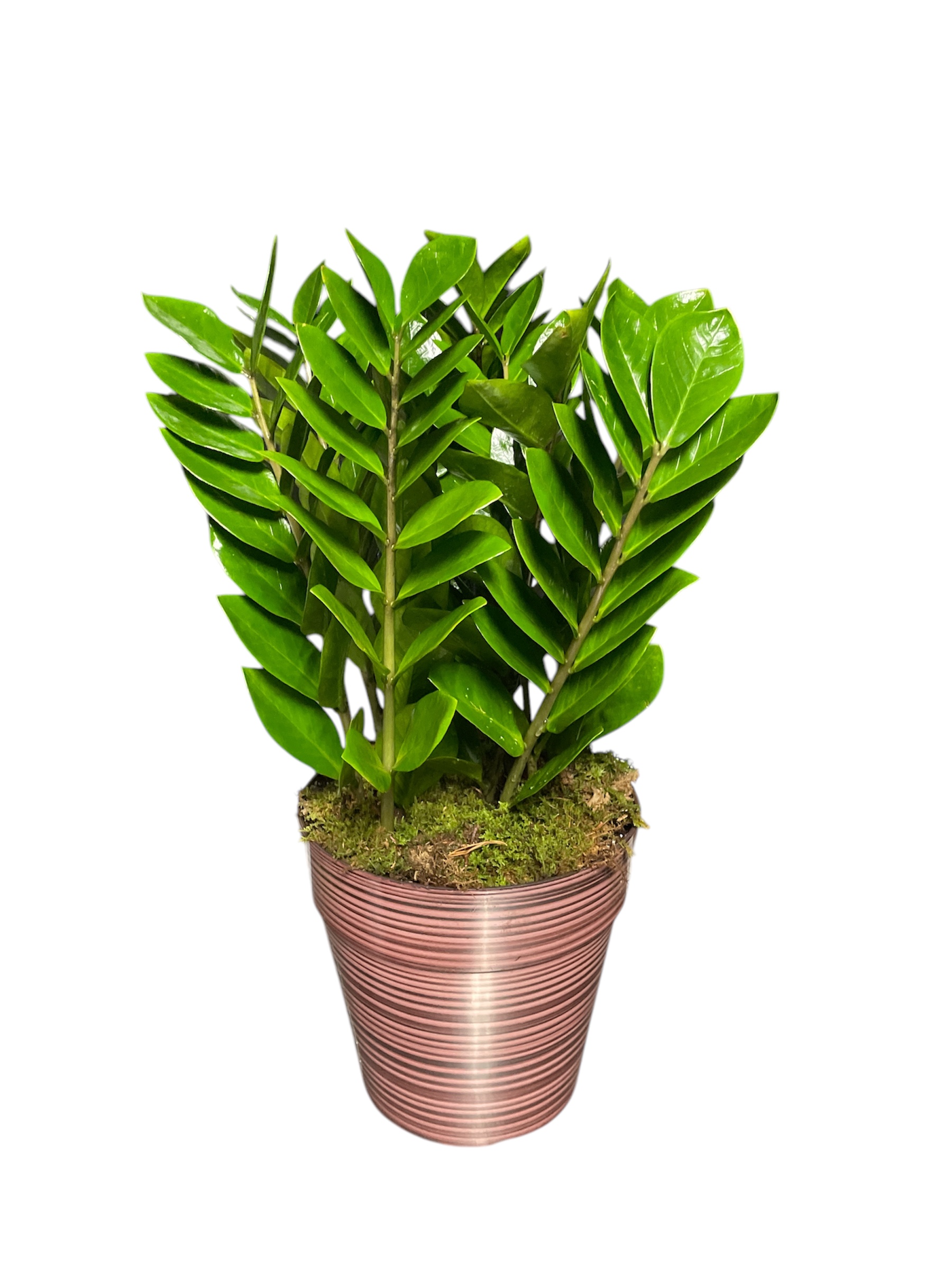 Zz plant