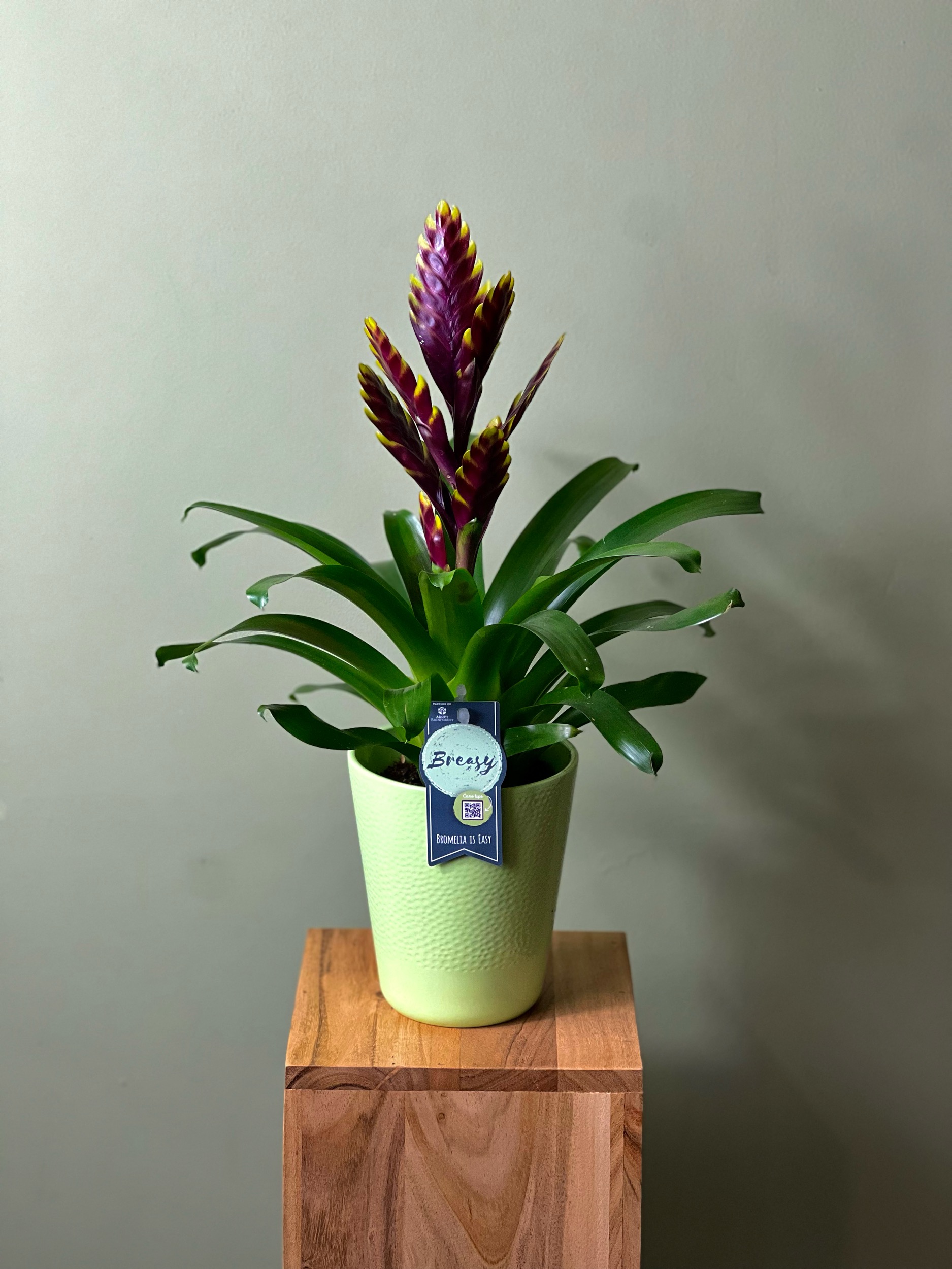 Dark Bromelia