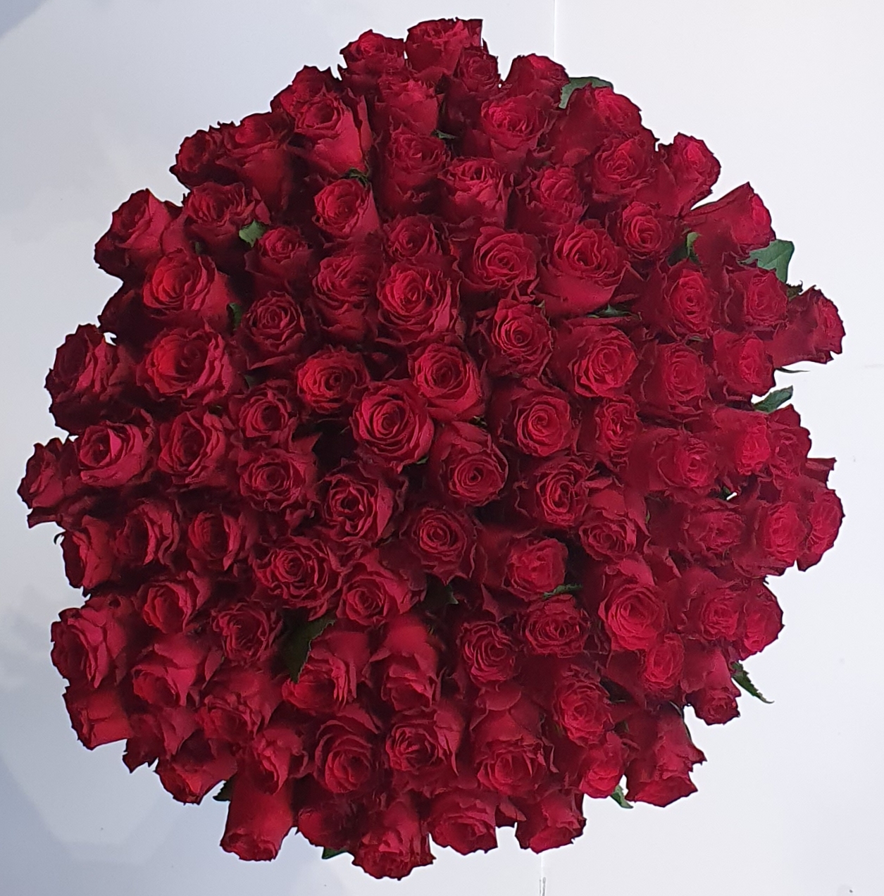 96 Red Roses