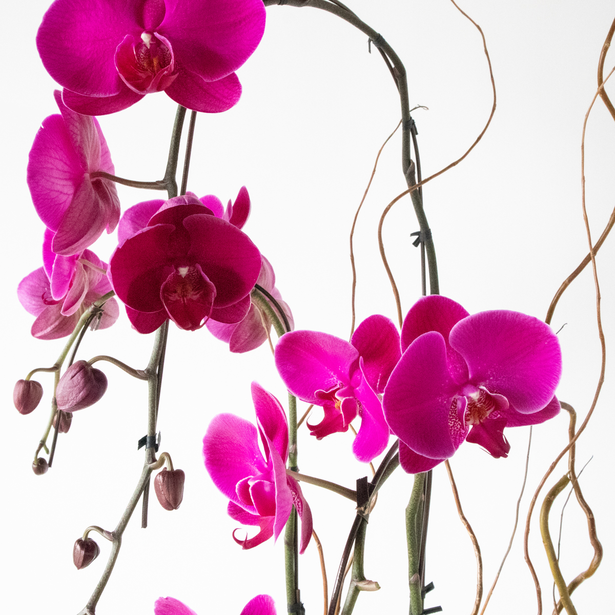 1 Stem Magenta Orchid