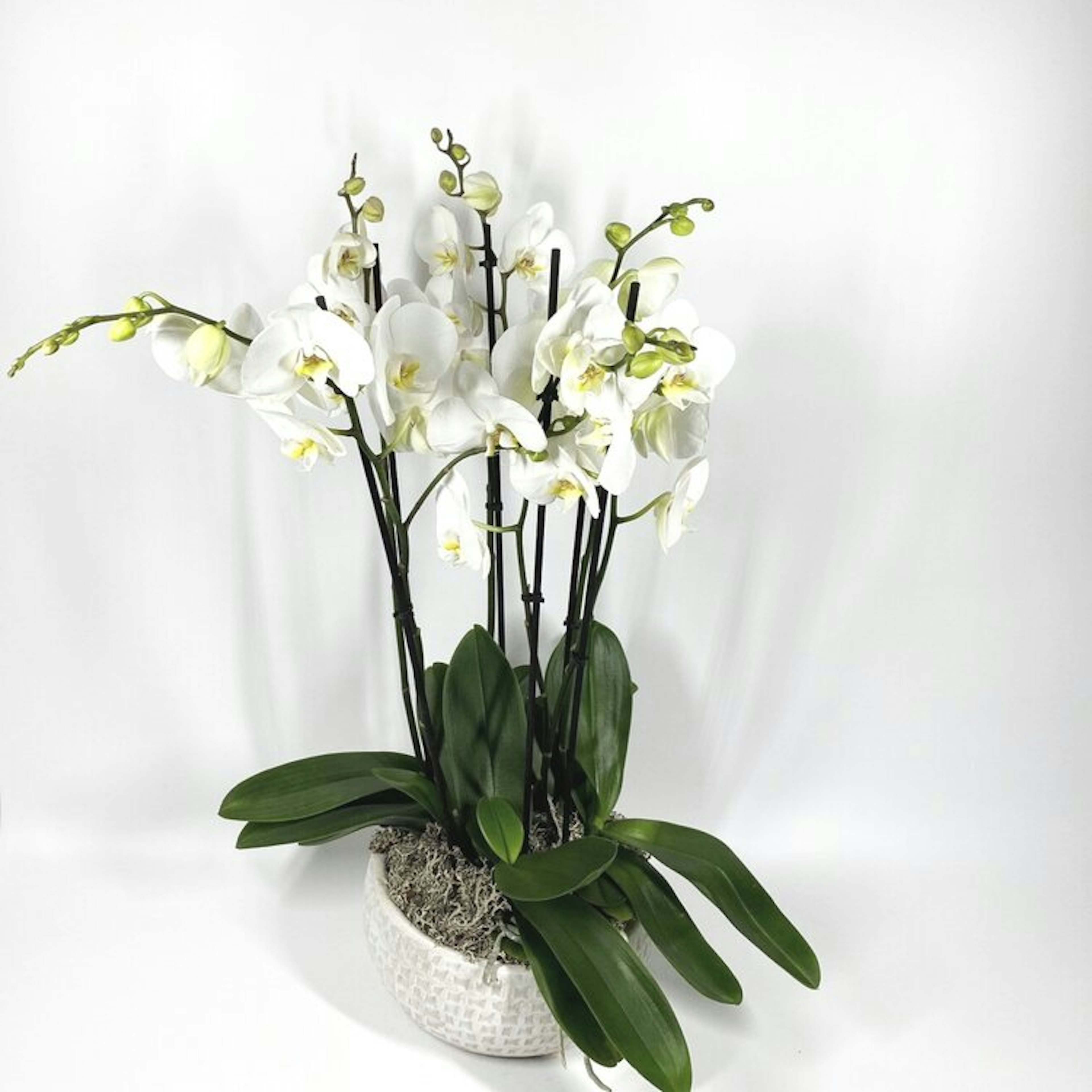 Phalaenopsis Orchids original