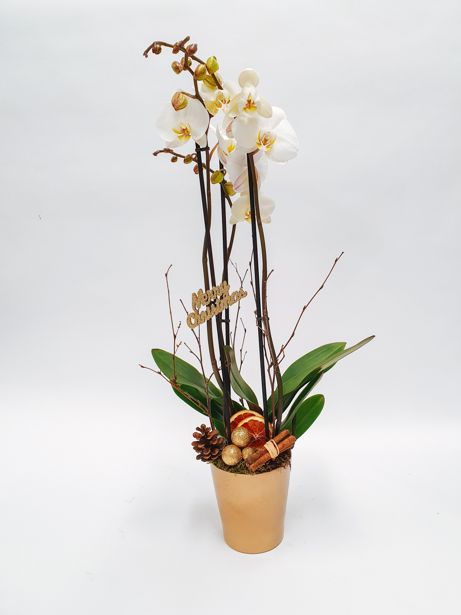 Christmas Orchid