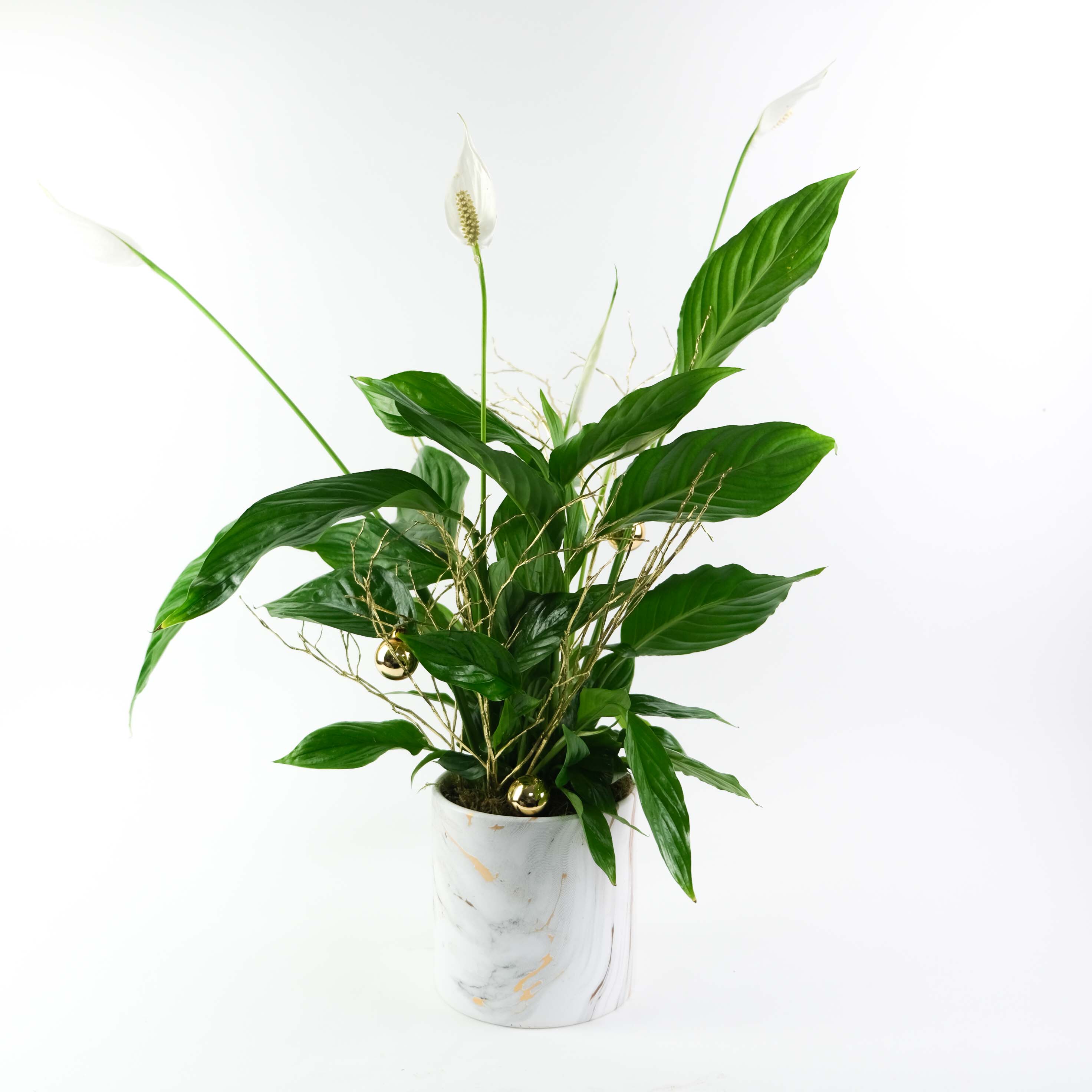 Festive Peace Lily