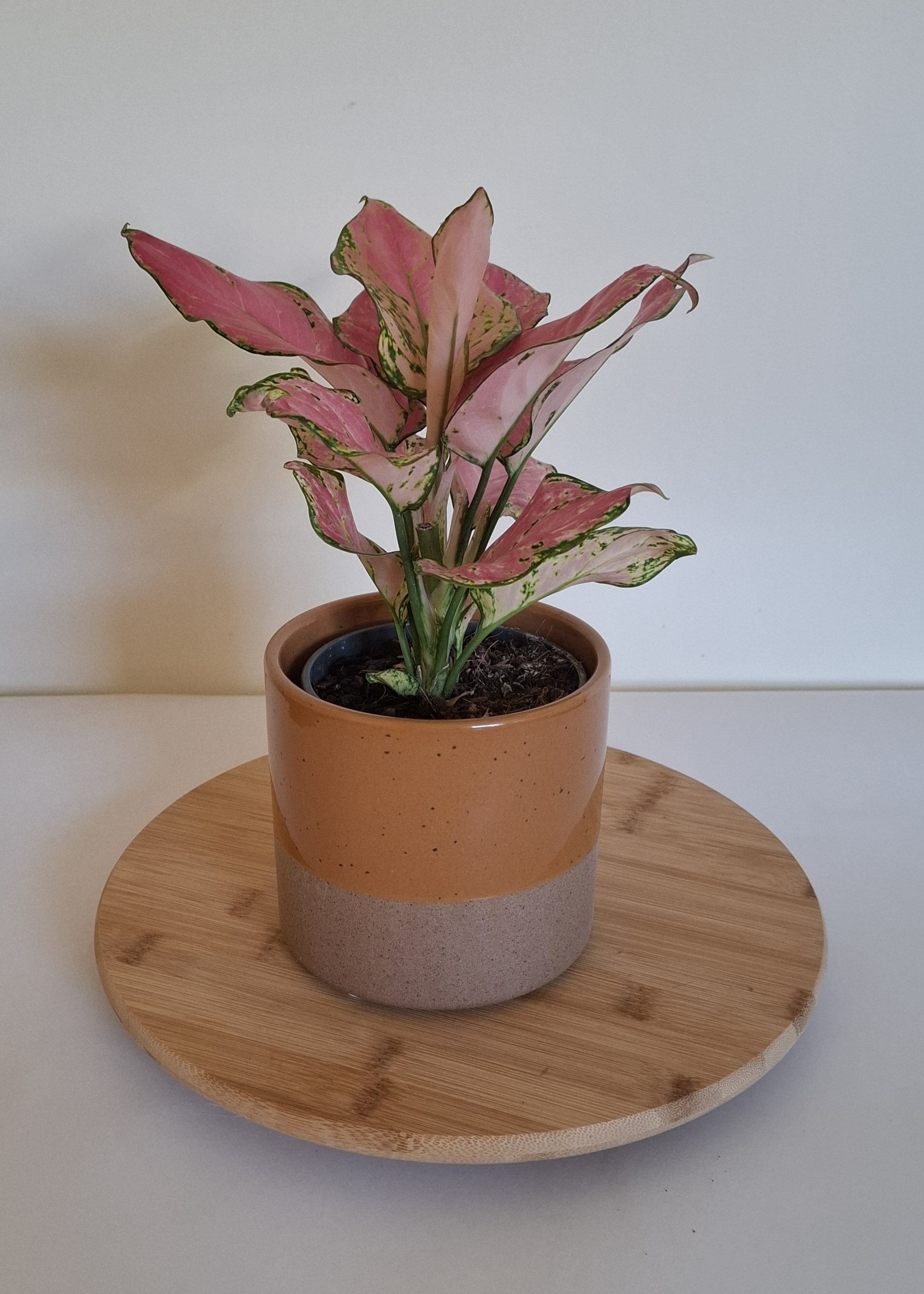 Aglaonema red