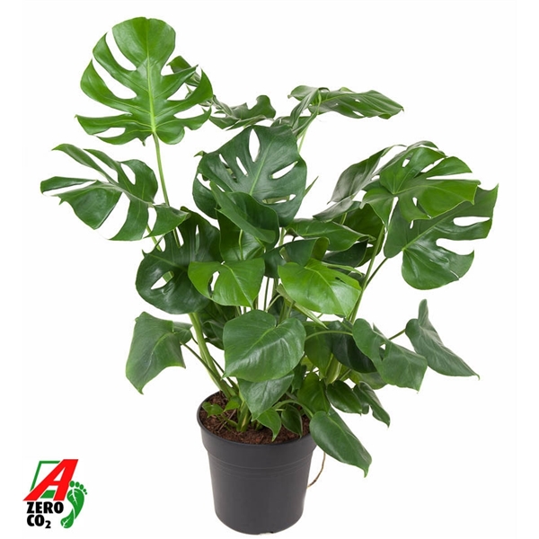 Monstera Large