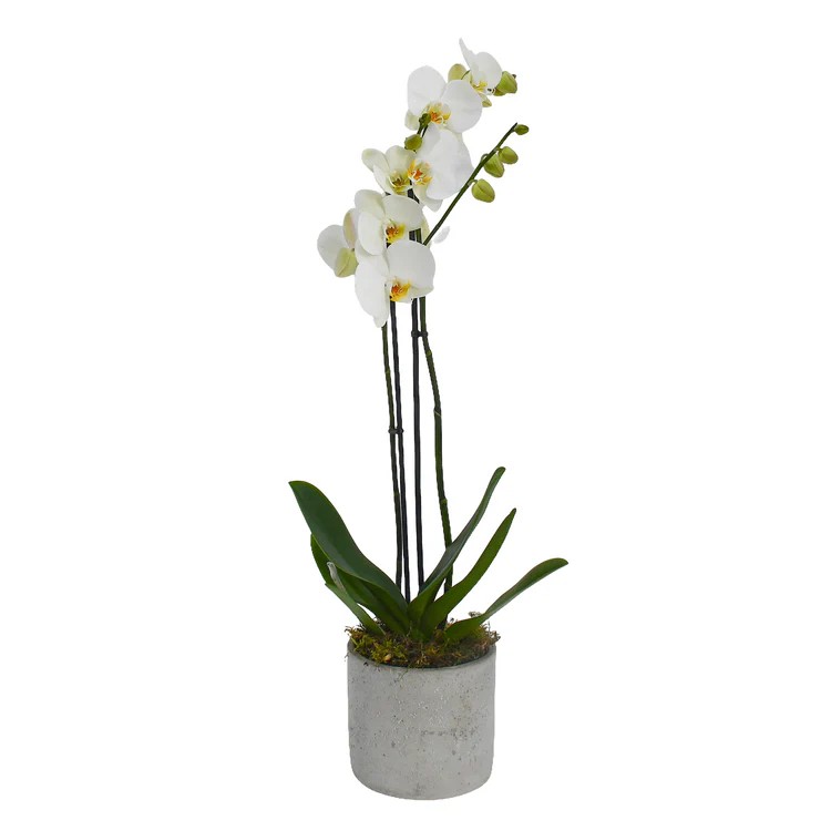 Original by Flowers & Plants Co — flowers available for delivery from Floom