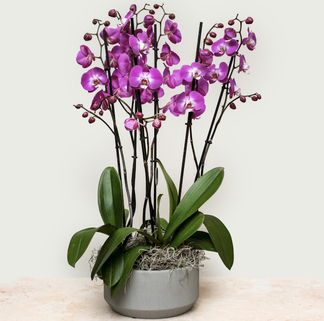 Large D Pink Orchid