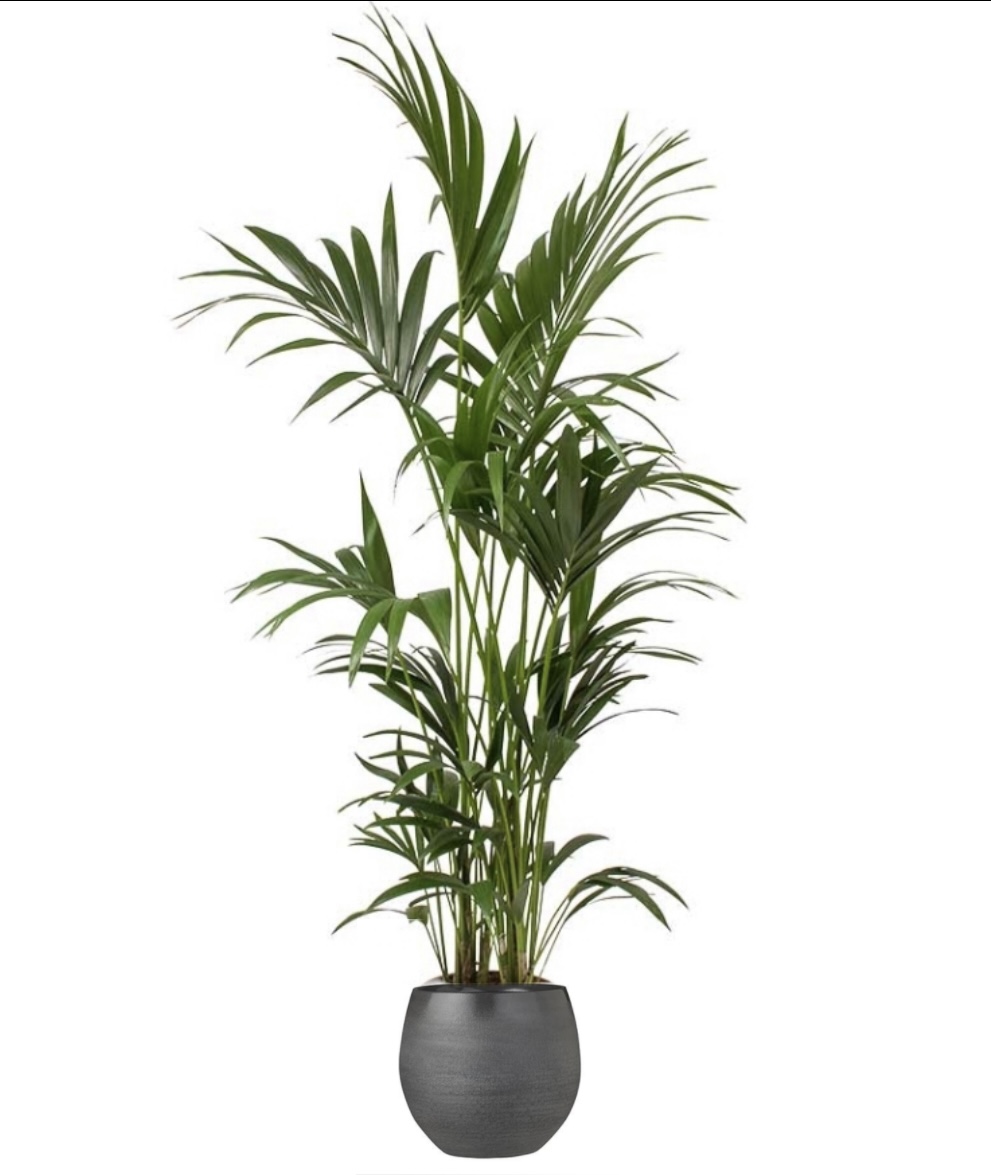 Kentia Palm