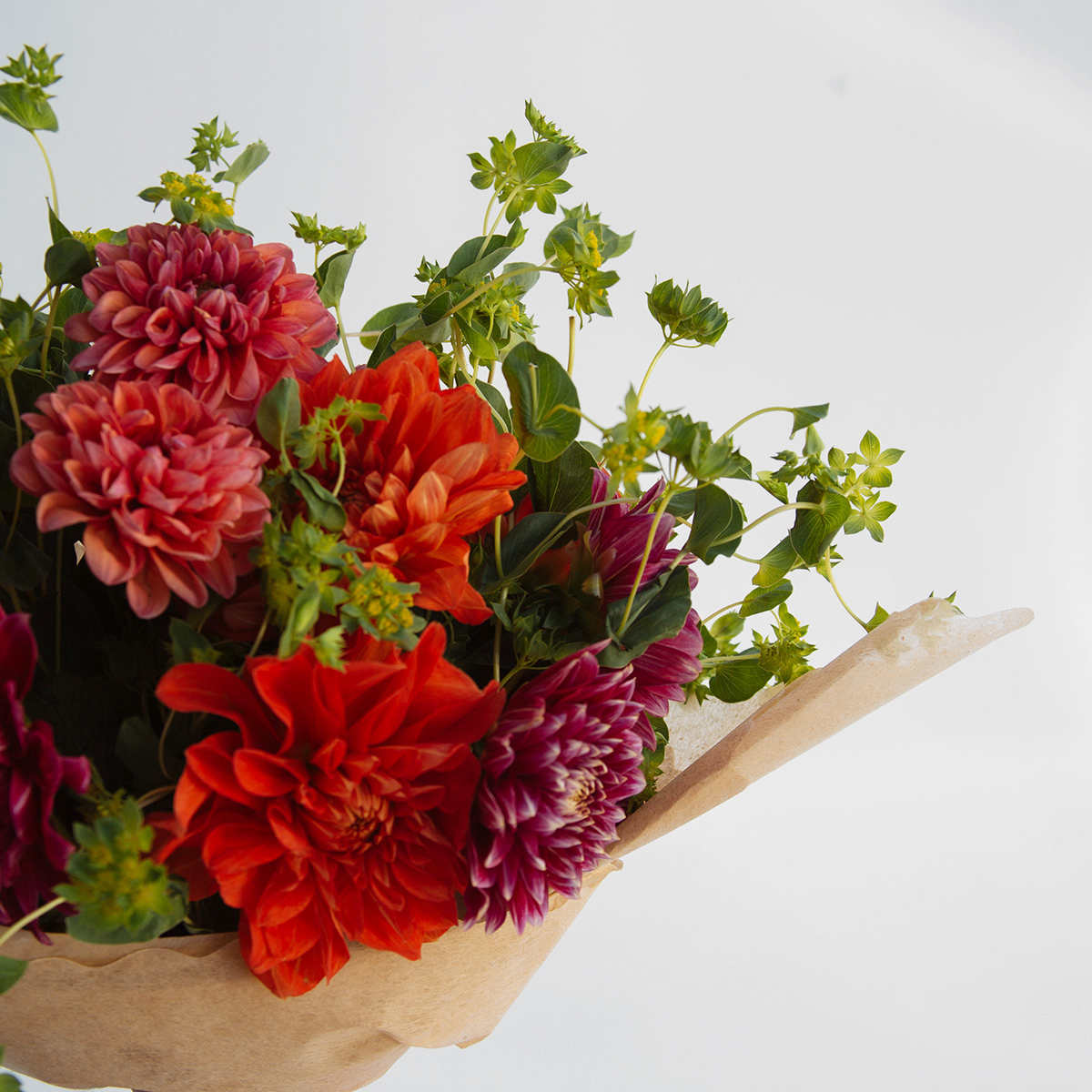Dahlia Desire