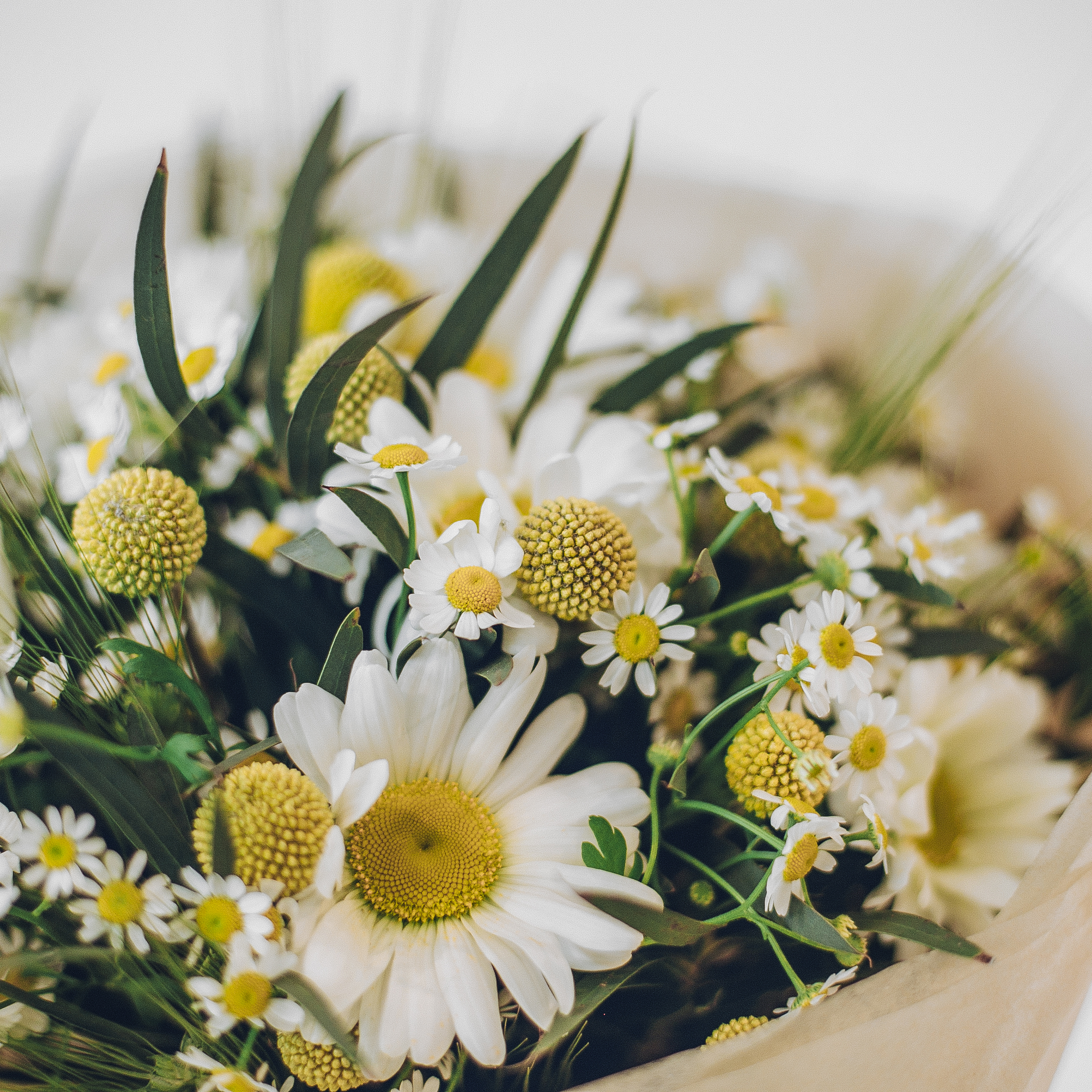 Daisy Bunch original