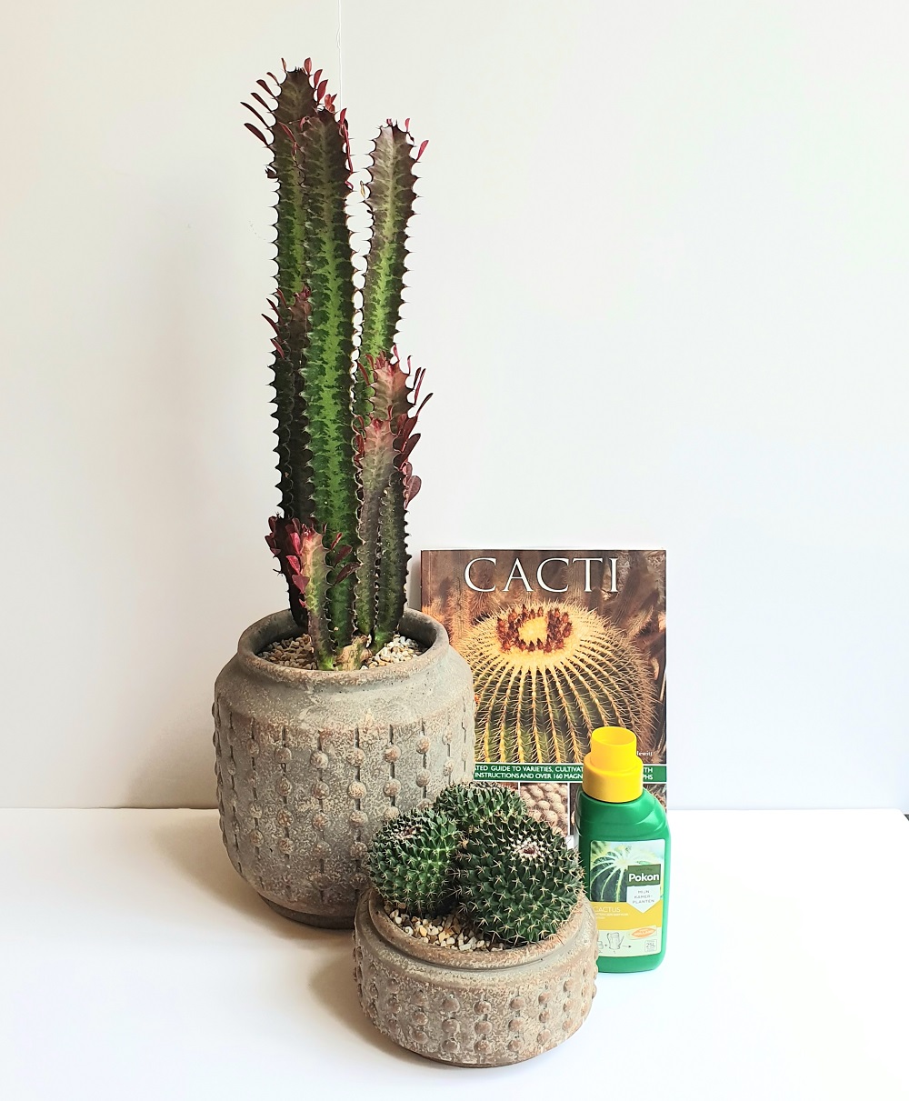 Cactus Starter Kit