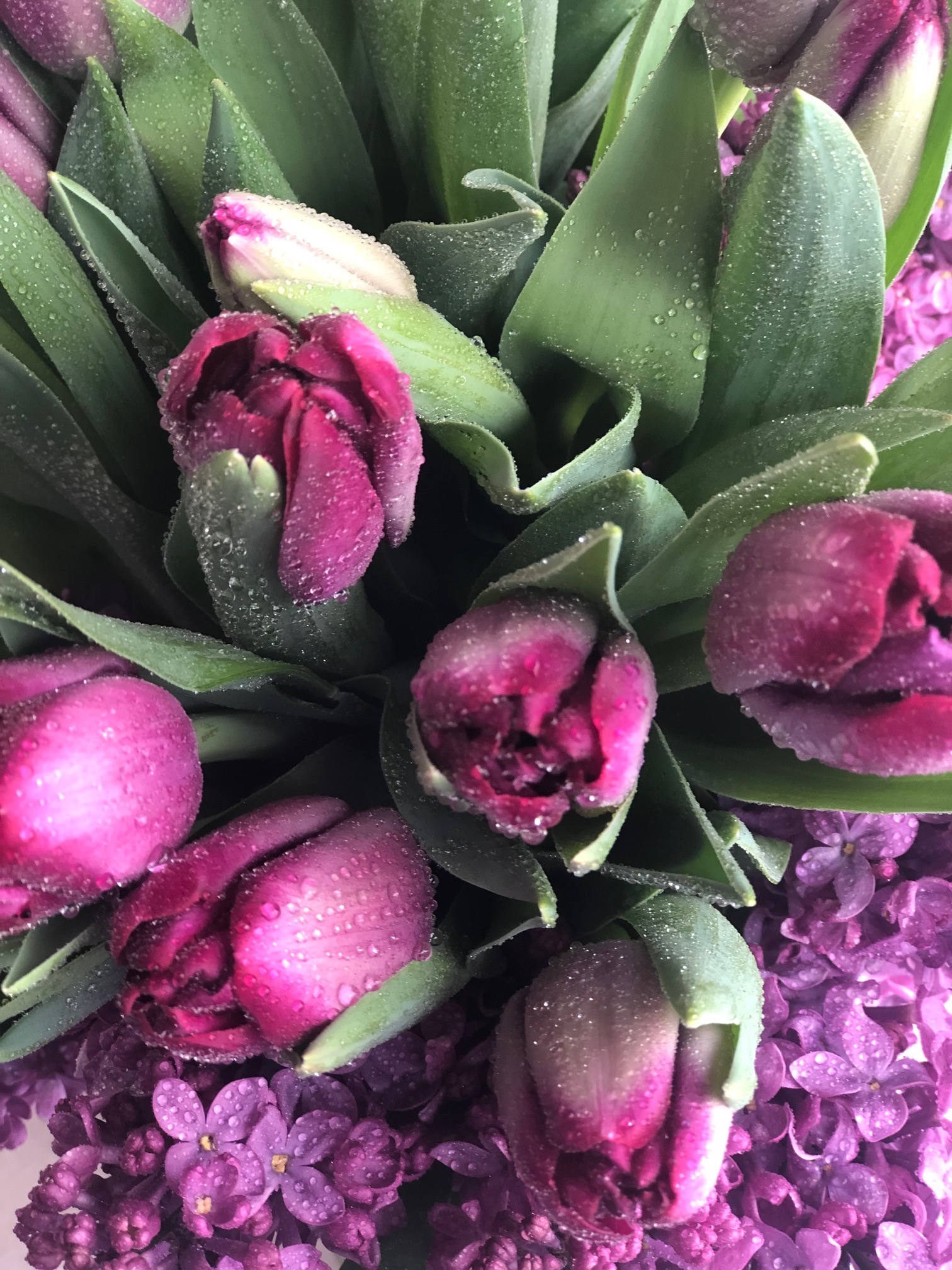 Tulips in Elipse