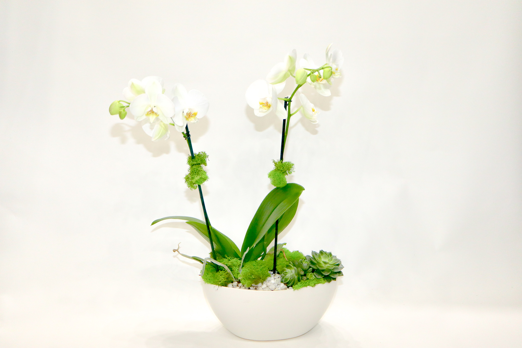 Orchid Bowl