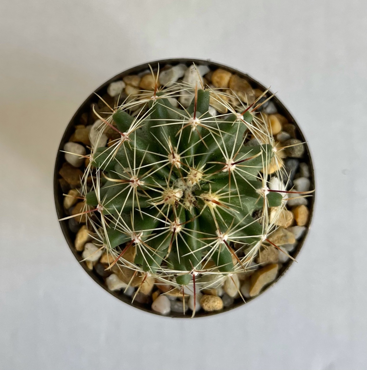 Petite Cactus