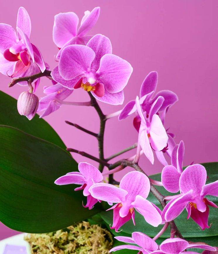 Mini Orchid - Grn Pot