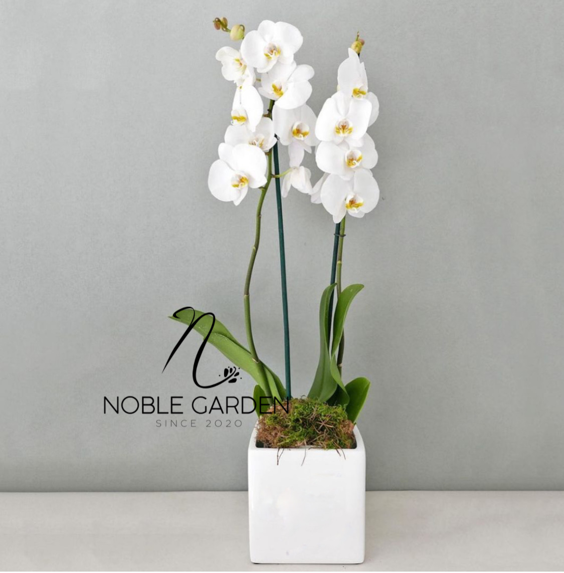Orchid plant  Special