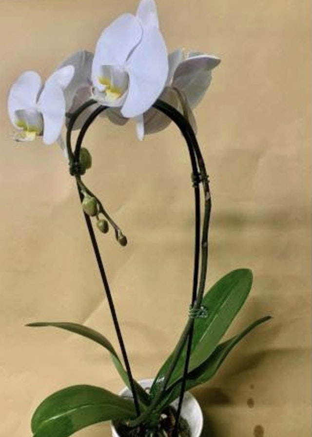 Suprime orchid white