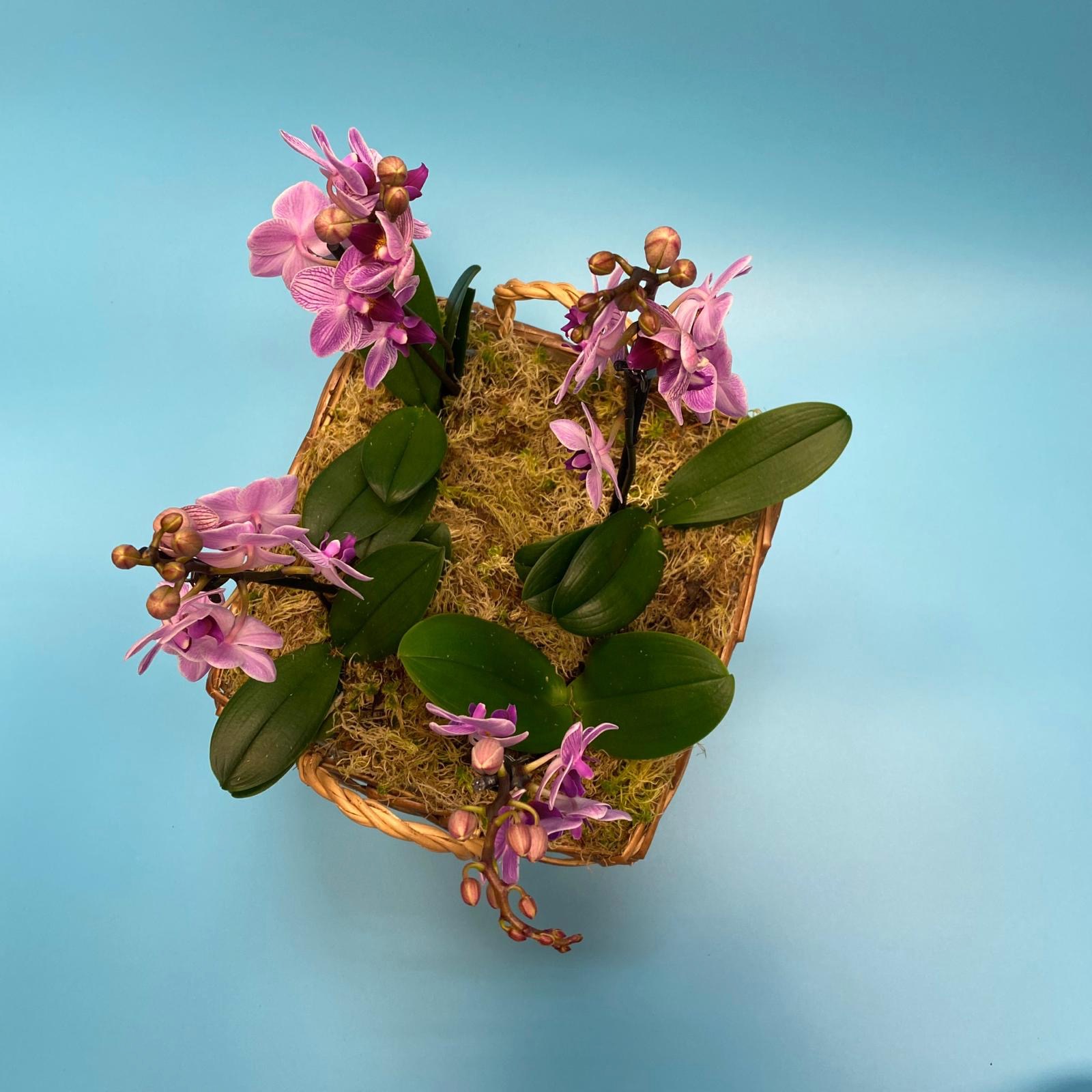 Planted Orchid