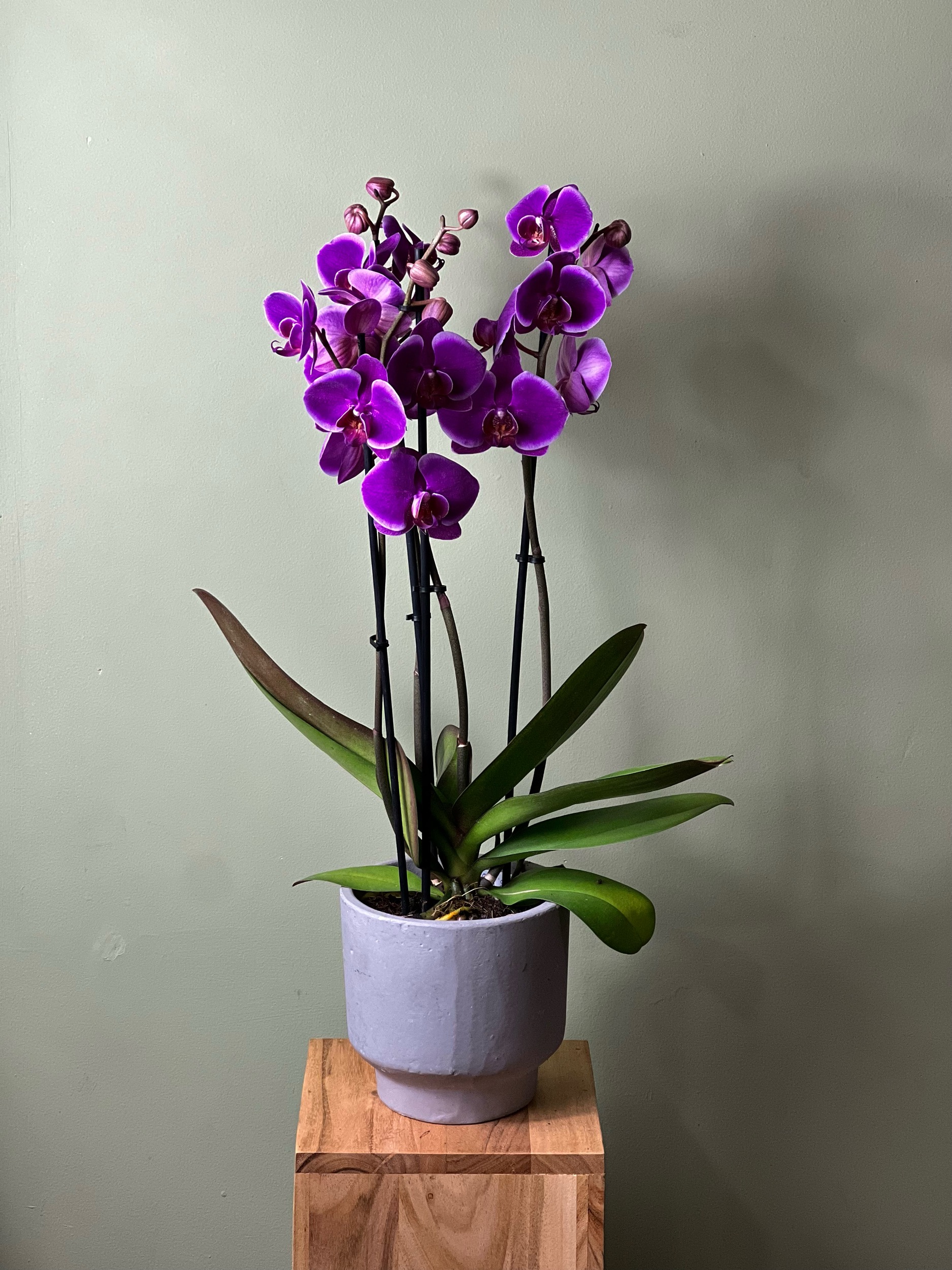 Purple  Orchid