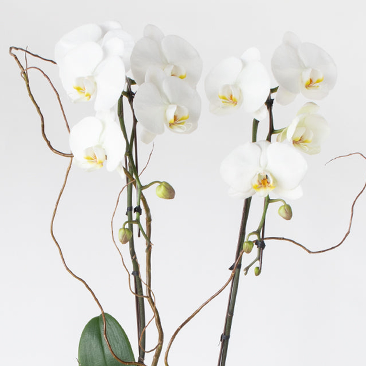 2 Stems Potted Orchid