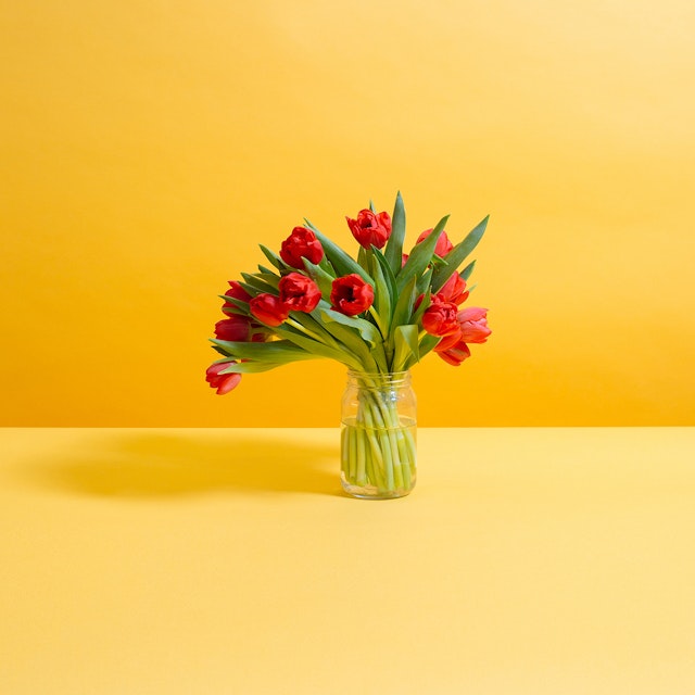Roaring red Tulips